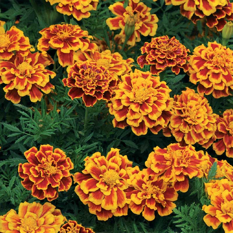 Samt-Tagetes 'Bolero'