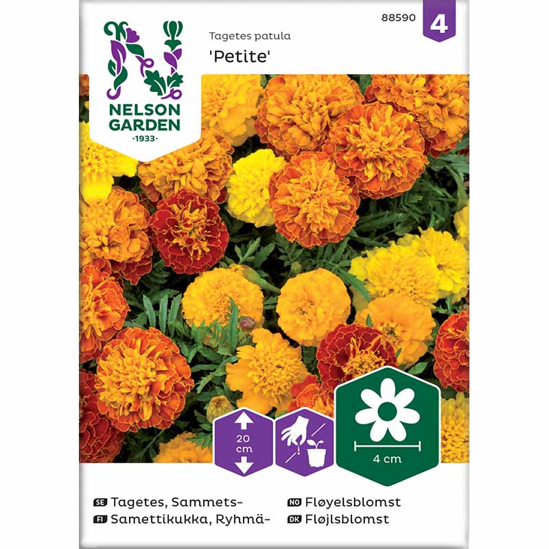 Samt-Tagetes 'Petite mix'