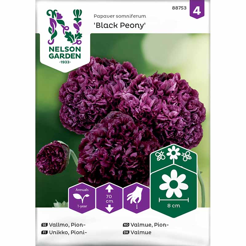 Pfingstrosenmohn 'Black Poeny'