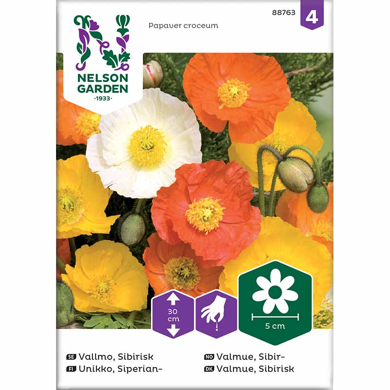 Sibirischer Mohn Mischfarben