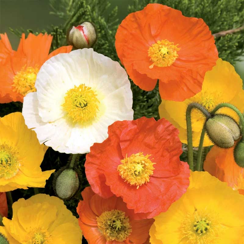 Sibirischer Mohn Mischfarben