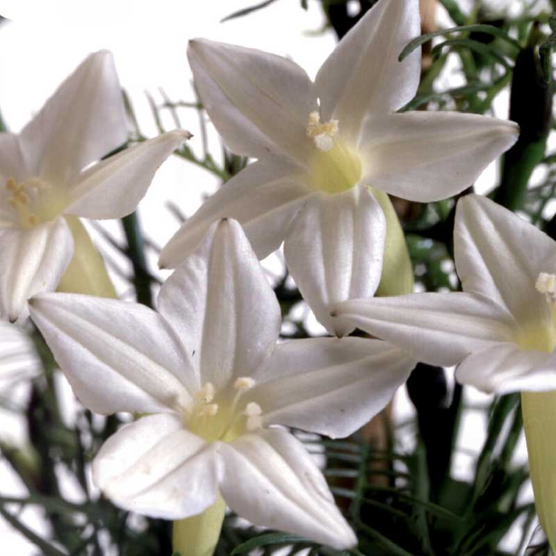 Feder-Prunkwinde 'White Feather'