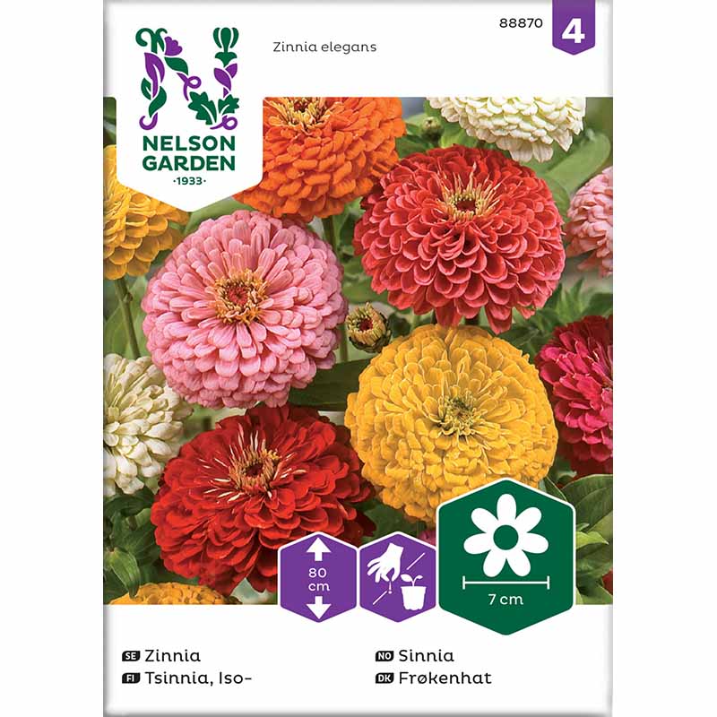 Hohe Zinnie Mischfarben