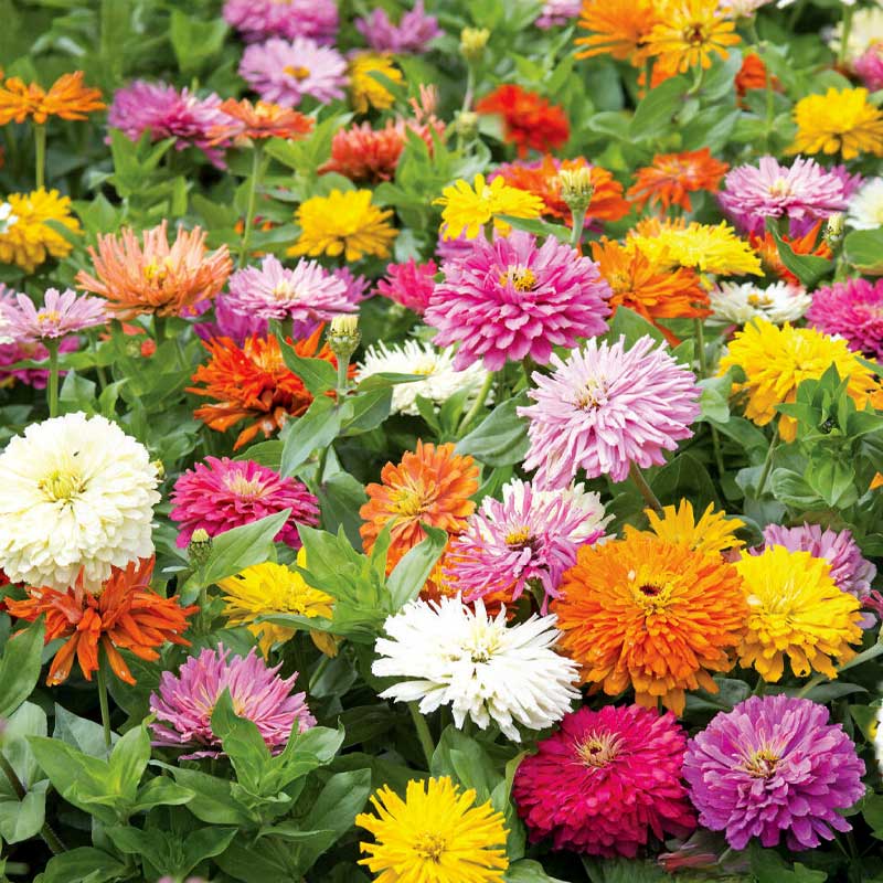 Zinnie 'Takii´s Choice'