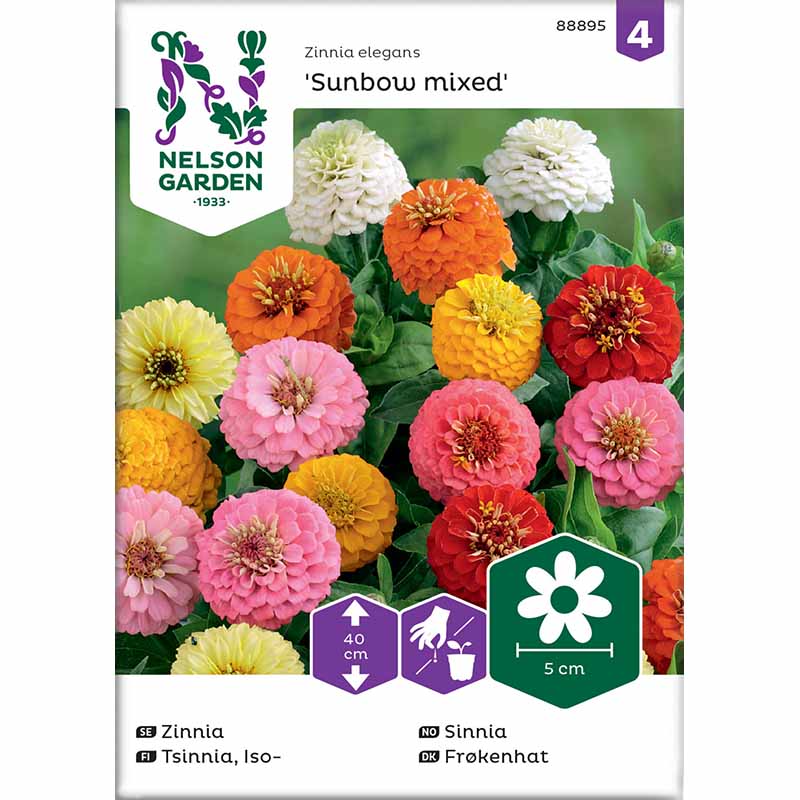 Zinnie Sunbow Mischfarben