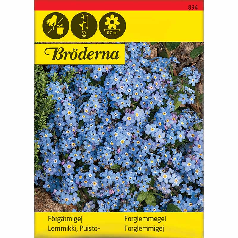 Vergissmeinnicht Blau