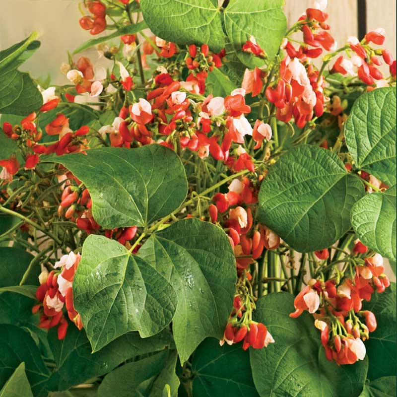 Feuerbohne 'Hestia' / Feuerbohne