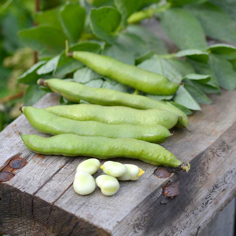 Broad Bean 'Express' Organic