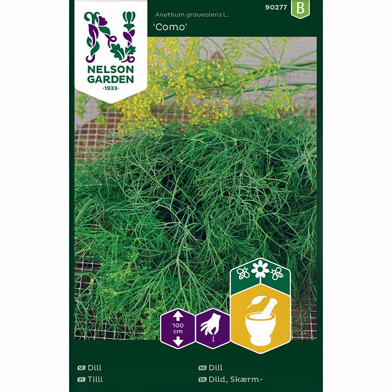 Dill 'Como'