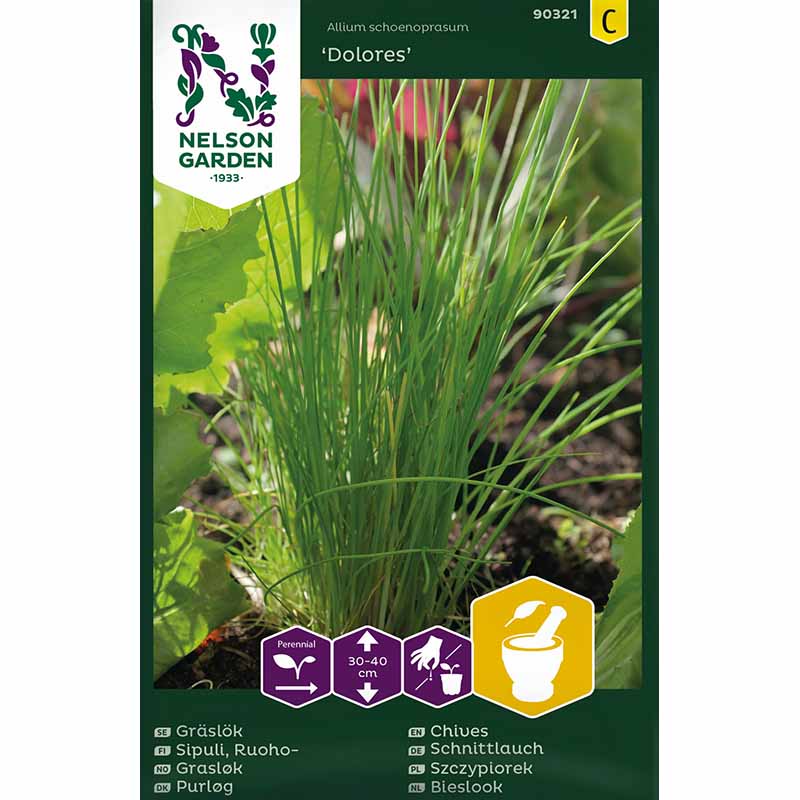 Schnittlauch 'Dolores'