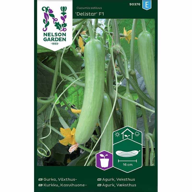 Gewächshausgurke 'Delistar' F1