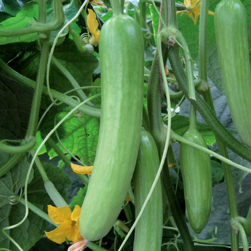 Gewächshausgurke 'Delistar' F1