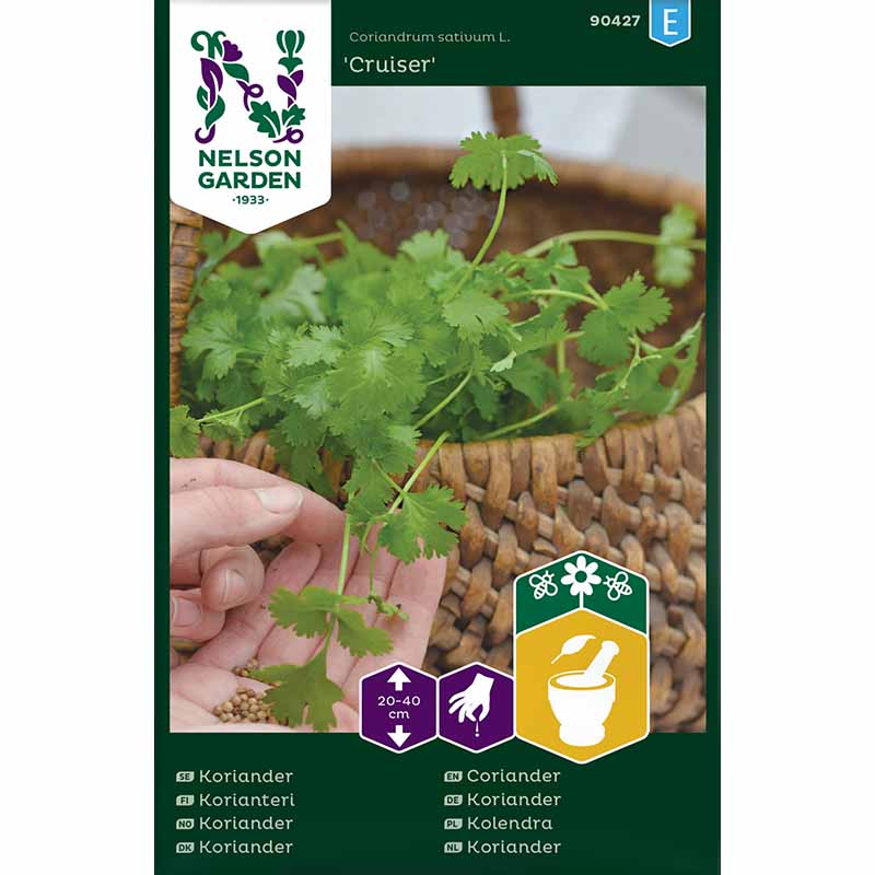 Koriander 'Cruiser'