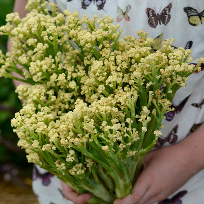 Blomkål 'Blumini' F1