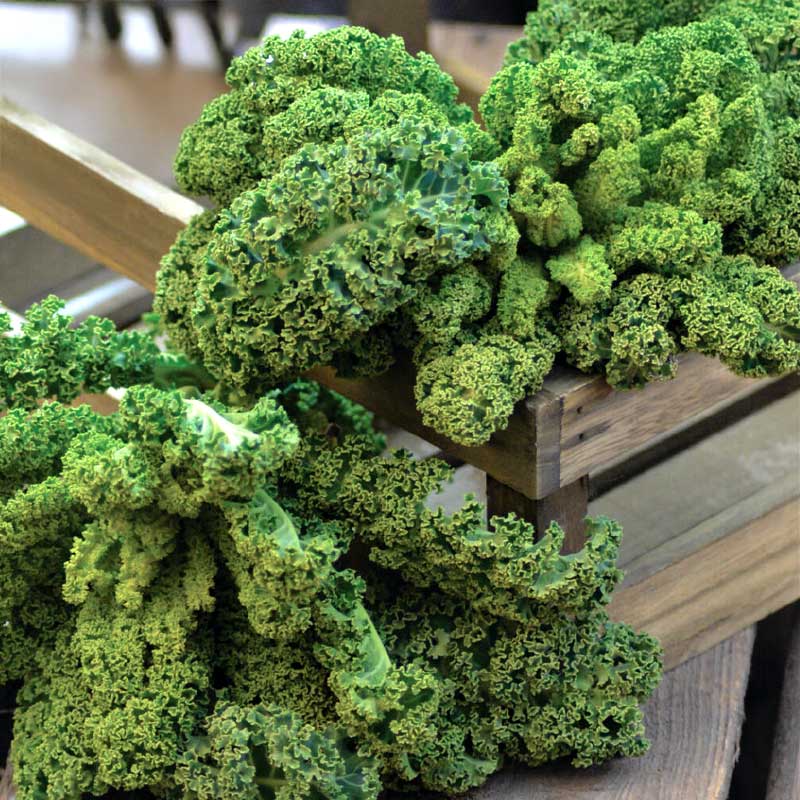 Grünkohl 'Westlandse Winter' Organic