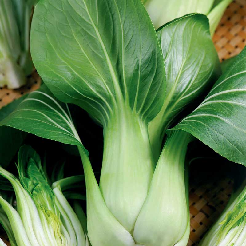 Pak Choi 'Summer Breeze F1'