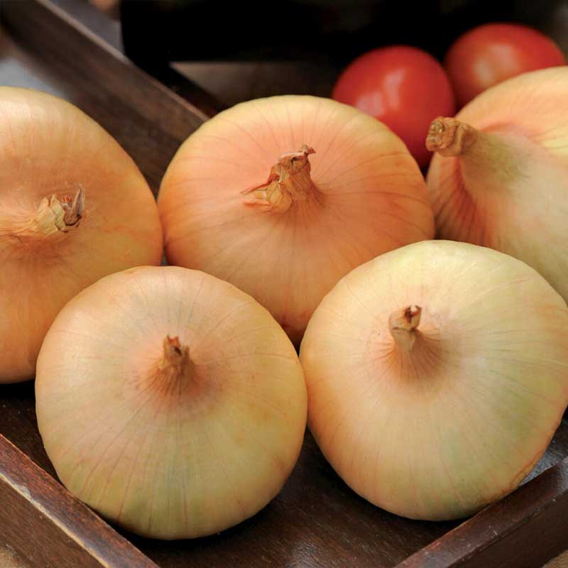 Speisezwiebel 'Stuttgarter Riesen'