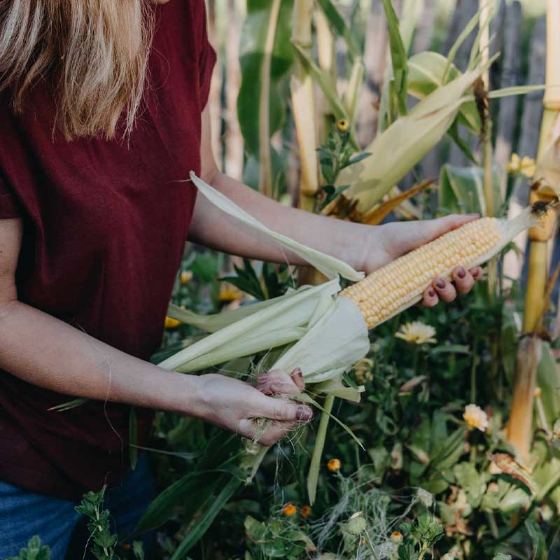 Zuckermais 'Sweet Nugget'F1