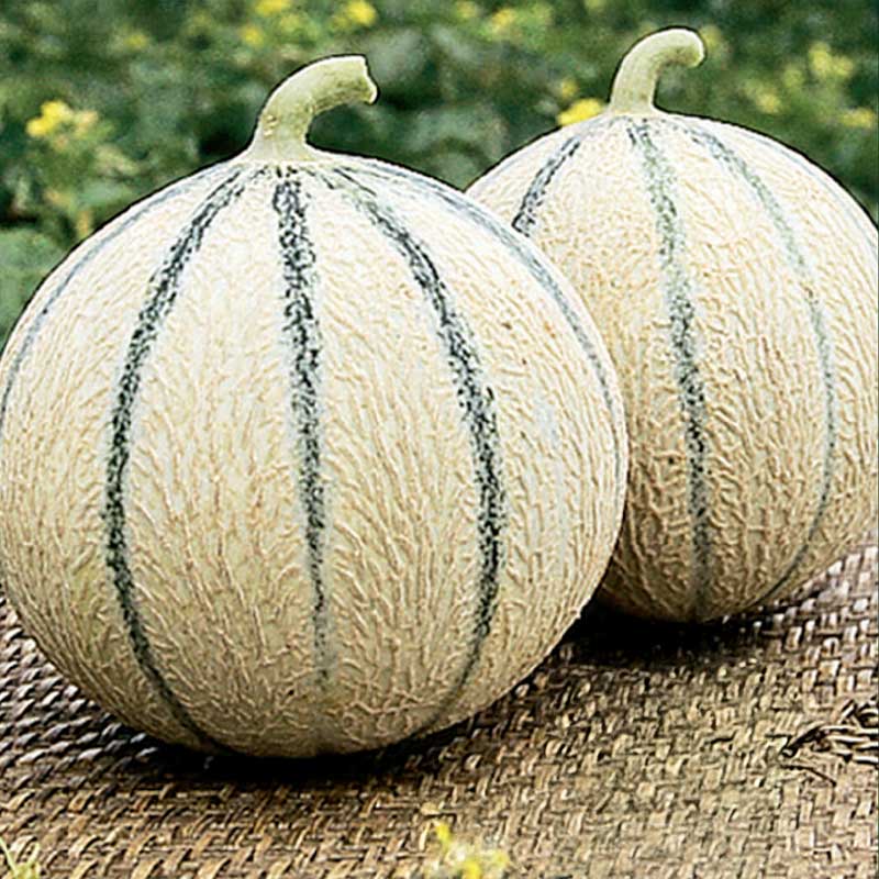 Melone 'Stellio'F1
