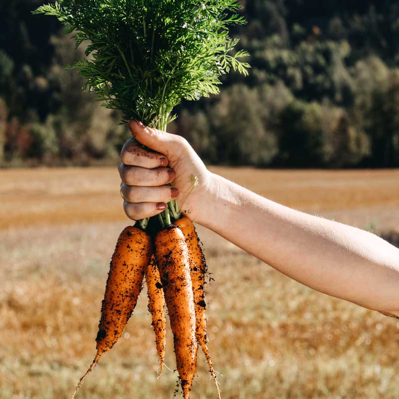 Wintermöhre 'Flakkée 2'