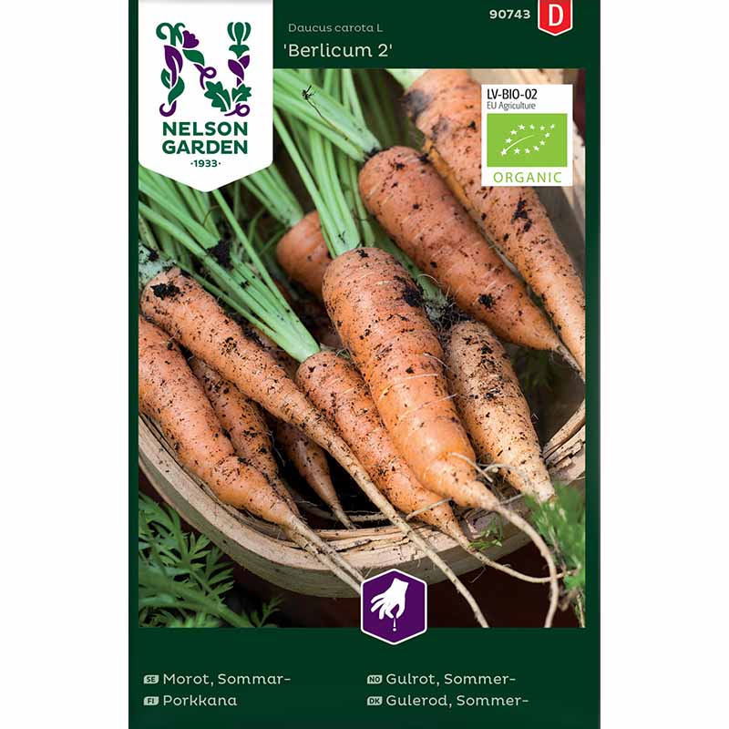 Sommermöhre 'Berlicum 2'