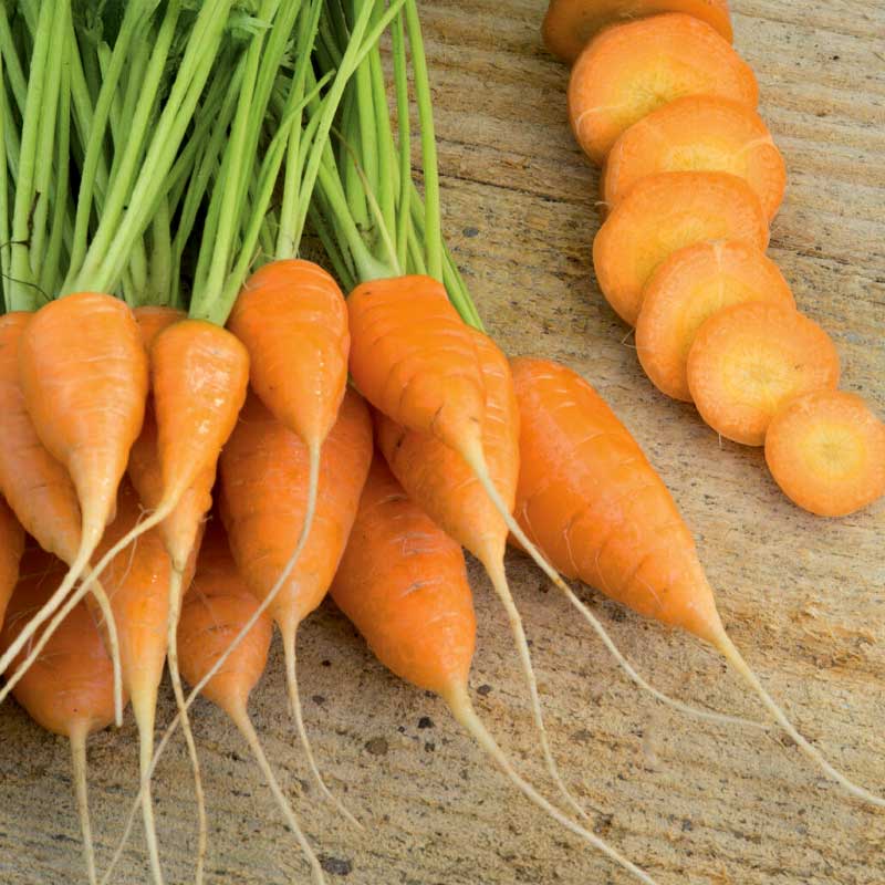 Sommermöhre 'Oxheart'