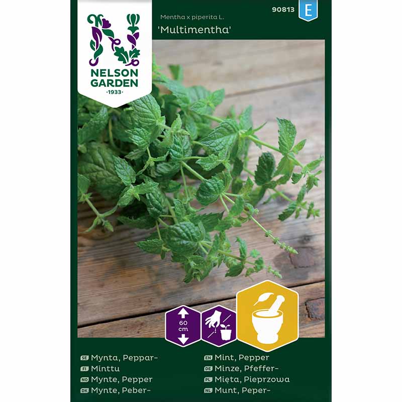 Pfefferminze 'Multimentha'
