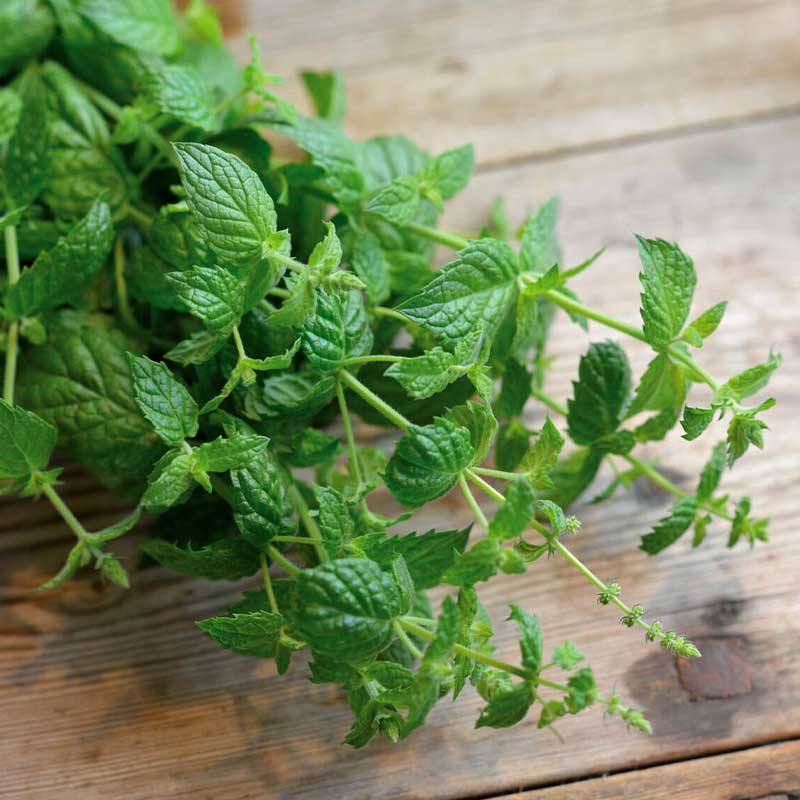 Pfefferminze 'Multimentha'