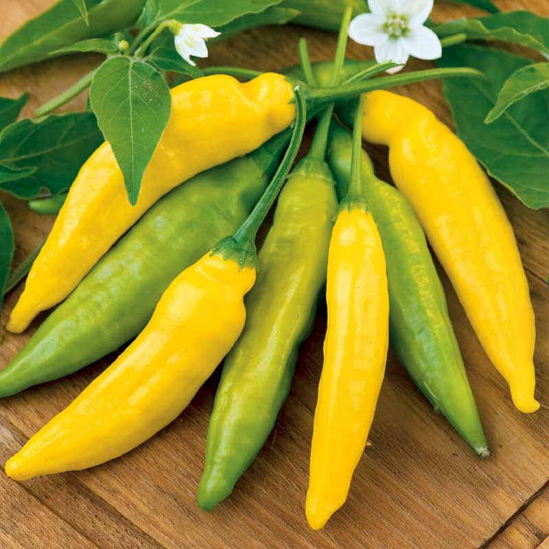 Chili Beerenpfeffer 'Hot Lemon'