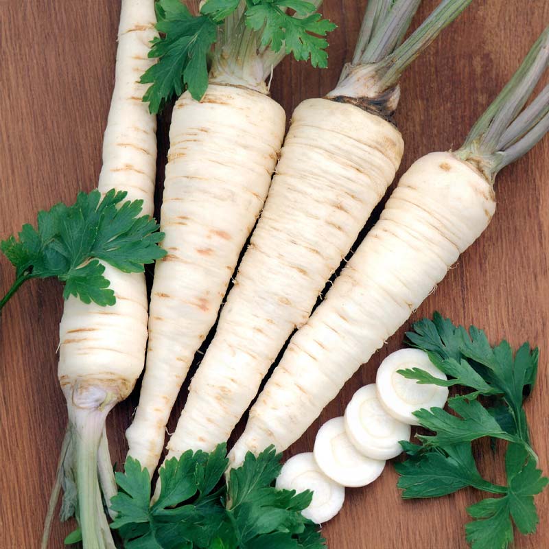 Wurzelpetersilie 'Halblange'