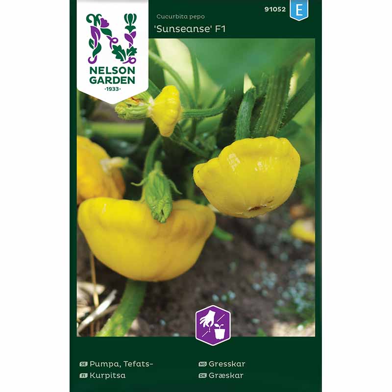UFO-Kürbis 'Sunseanse' F1