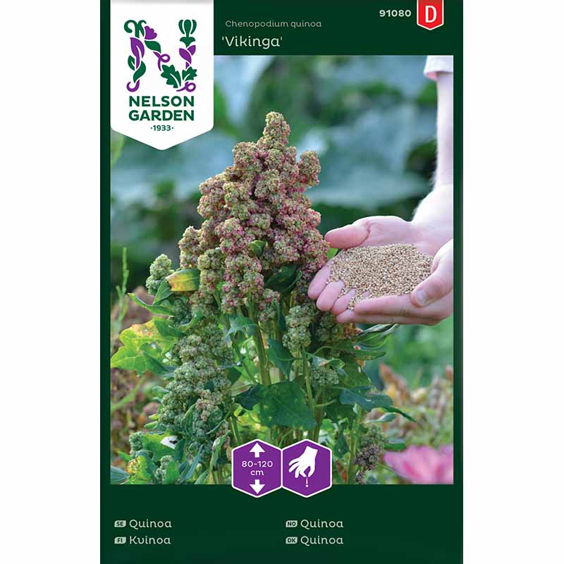 Quinoa 'Vikinga'
