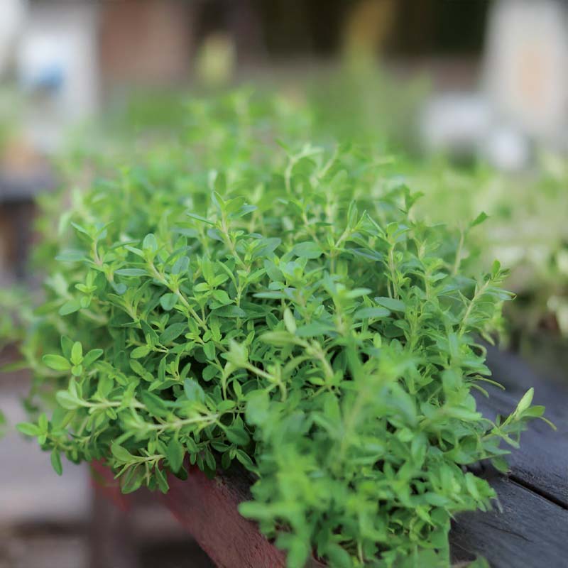 Winterthymian 'German Winter'