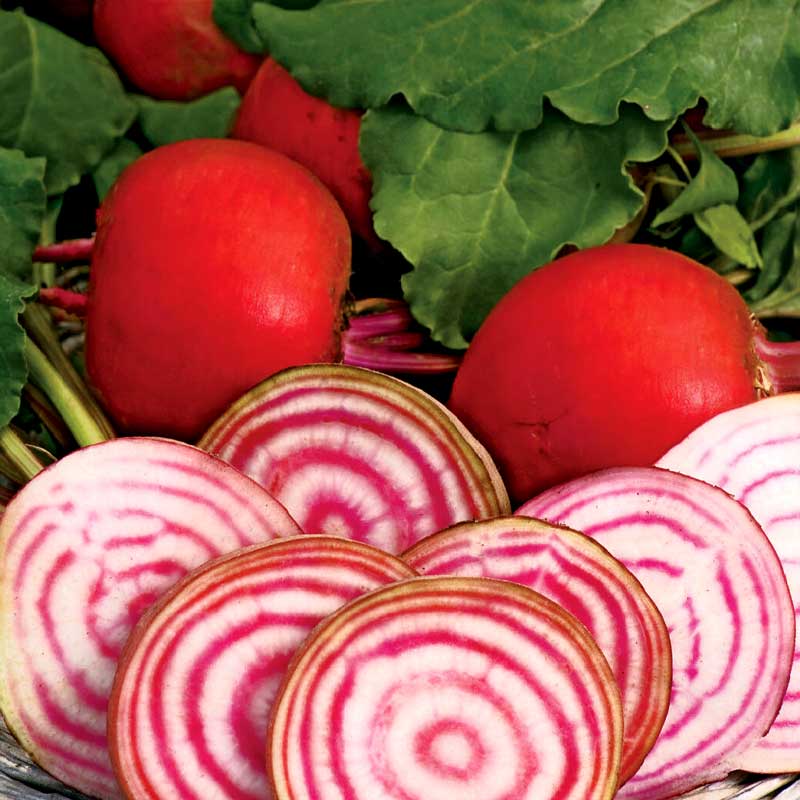 Rote Bete 'Chioggia'
