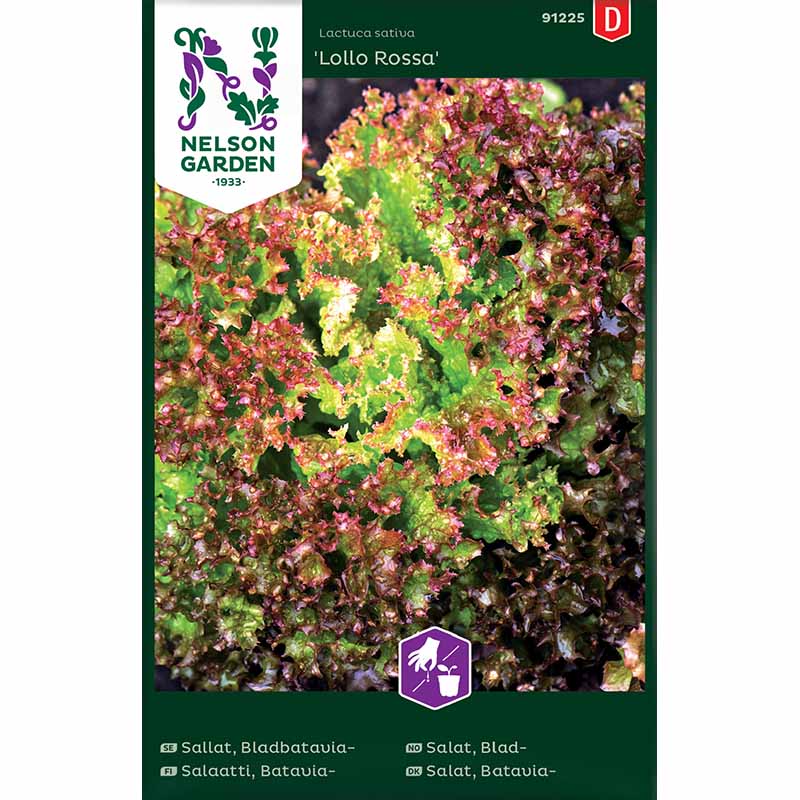 Batavia-Blattsalat 'Lollo Rossa'