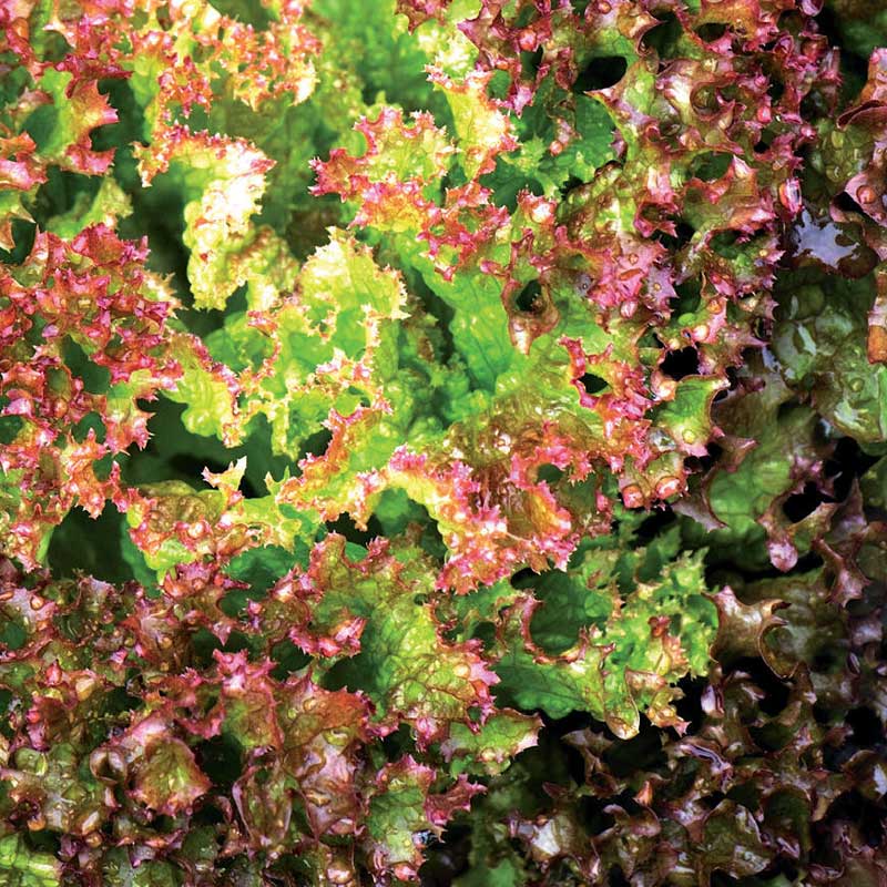 Batavia-Blattsalat 'Lollo Rossa'