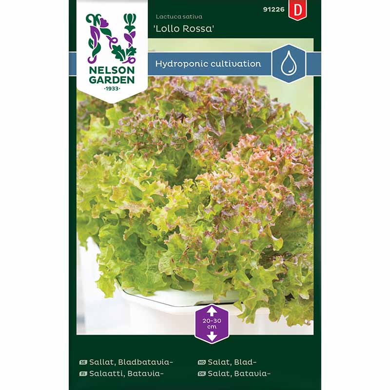 Batavia-Salat 'Lollo Rossa' - Harvy