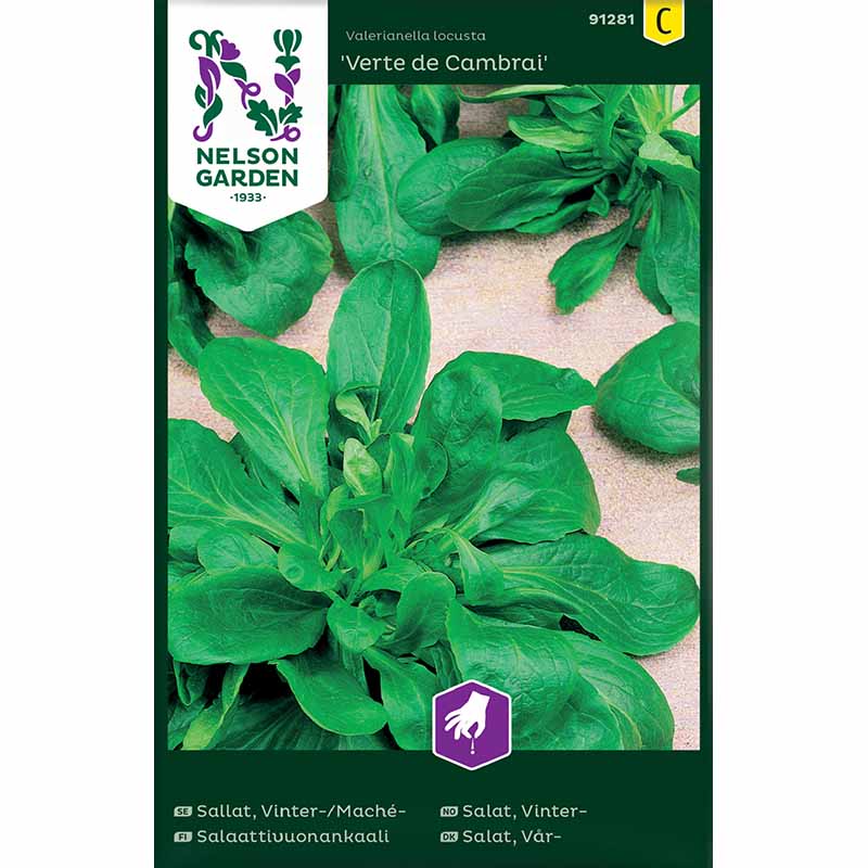 Feldsalat / Mache sallat 'Vert de Cambrai'