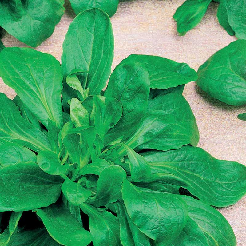 Feldsalat / Mache sallat 'Vert de Cambrai'
