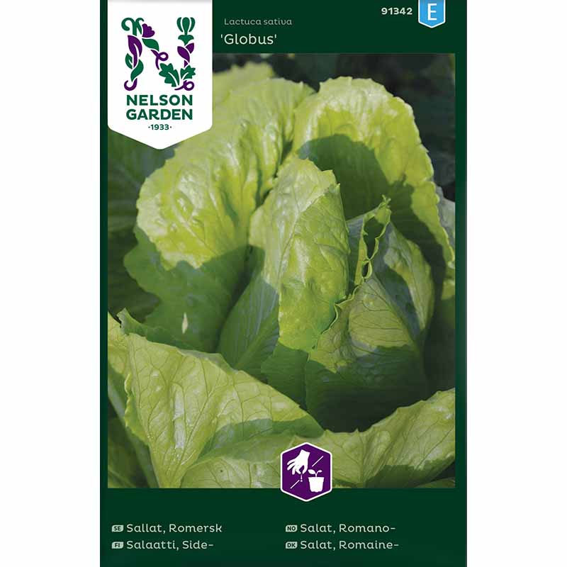 Bindsallat / Romersk sallat 'Globus'