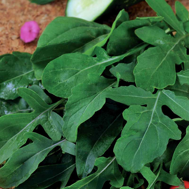 Rucola / Rucola