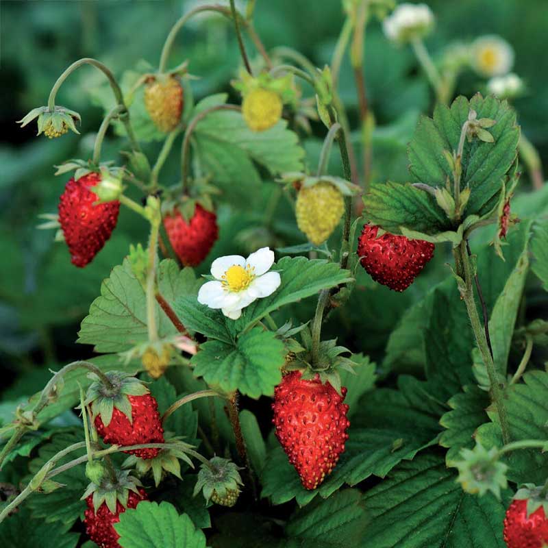 Monatserdbeere 'Rügen'