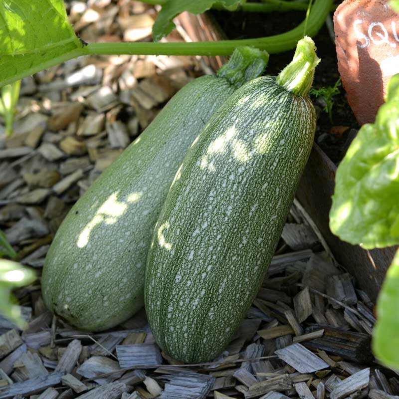 Zucchini 'Emperol' F1