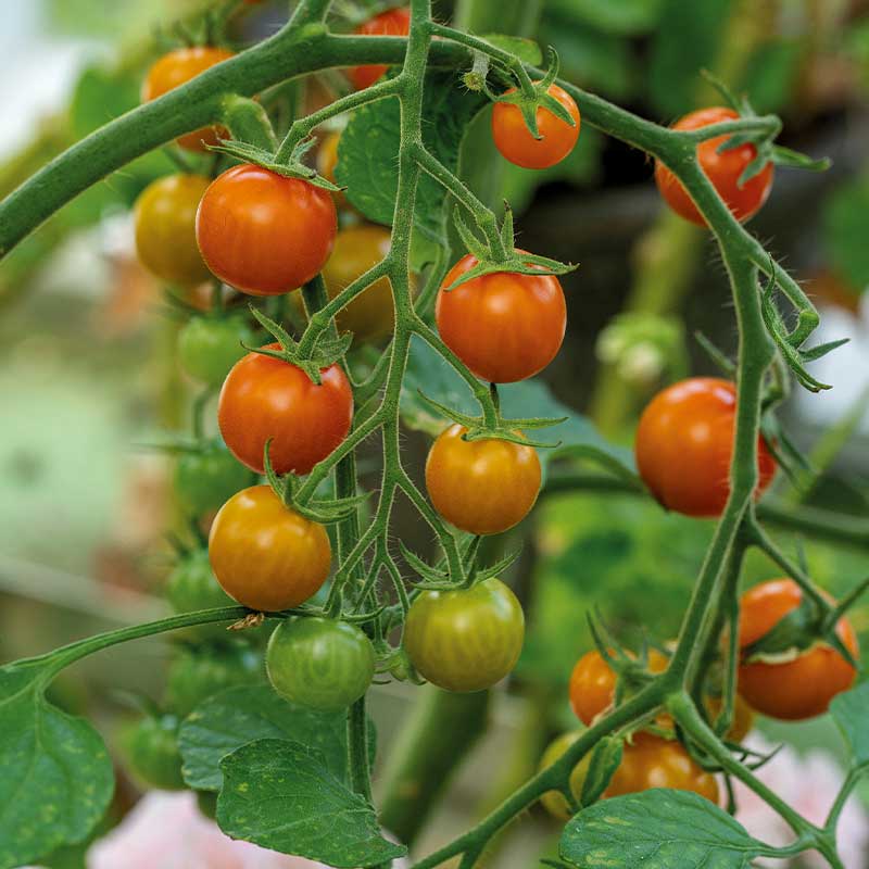 Tomate 'Golden Currant'