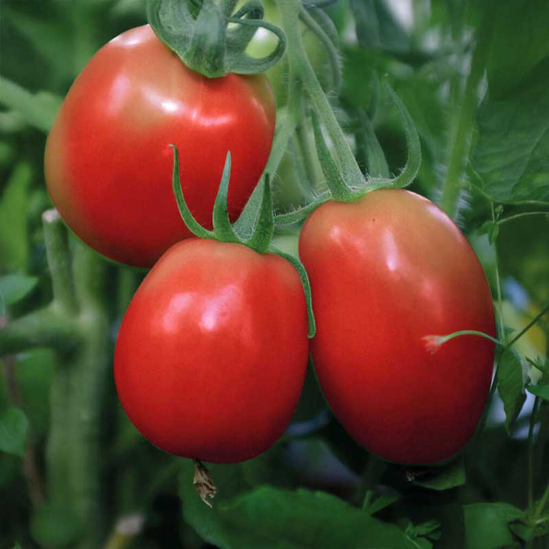 Buschtomate 'Rio Grande'