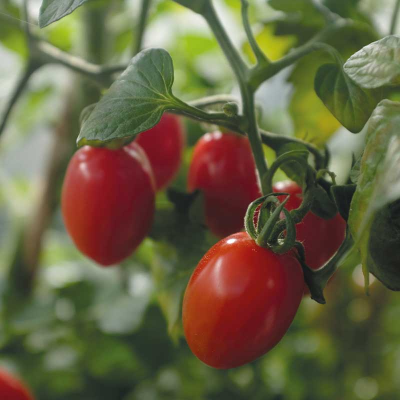 Tomate 'Monterrey' F1