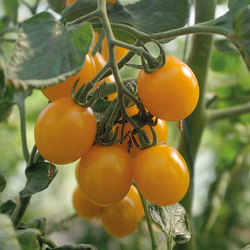 Tomate 'Golden Pearl' F1