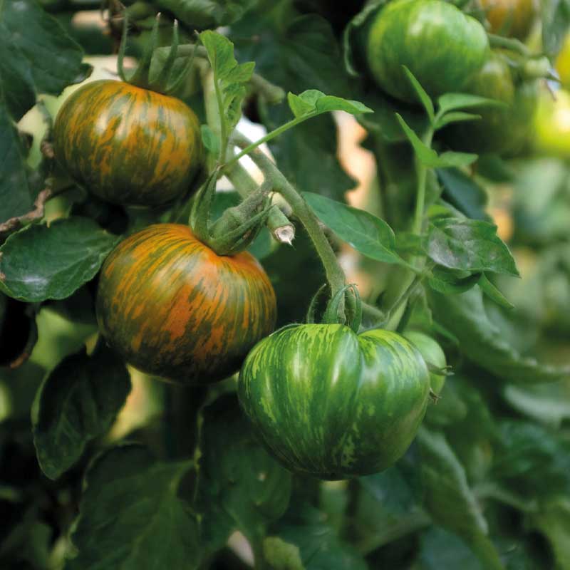 Tomate 'Green Zebra'