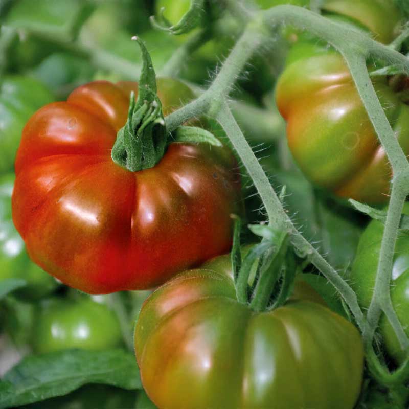 Tomate 'Marmande'