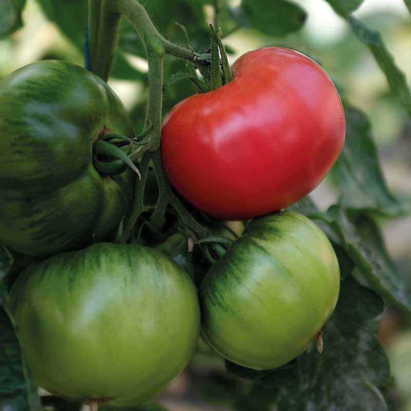 Tomate 'Rose Crush' F1